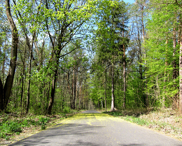 Spring Forest Road 6 by Fotimenow
