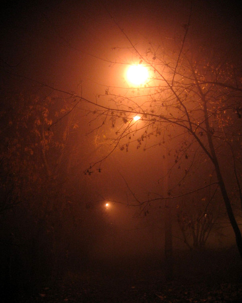 Foggy Autumn Night With Street Lamps And Trees by Fotimenow