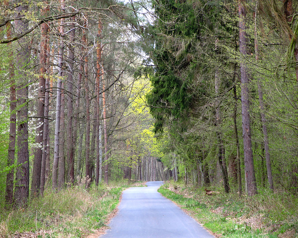Spring Forest Road by Fotimenow