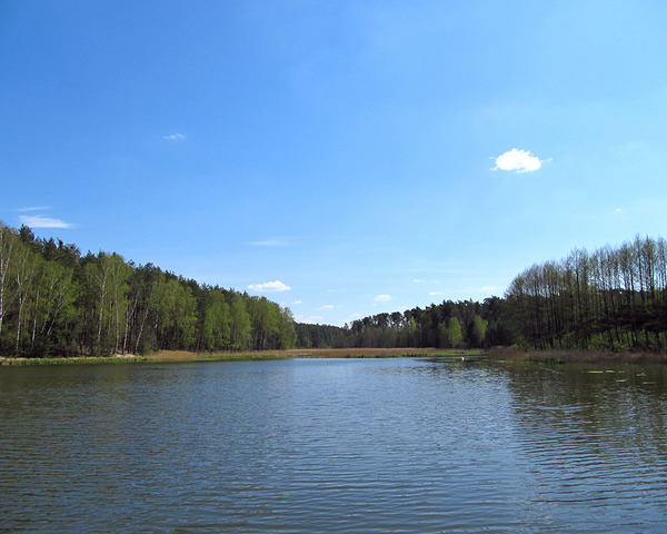 Spring Forest Lake by Fotimenow