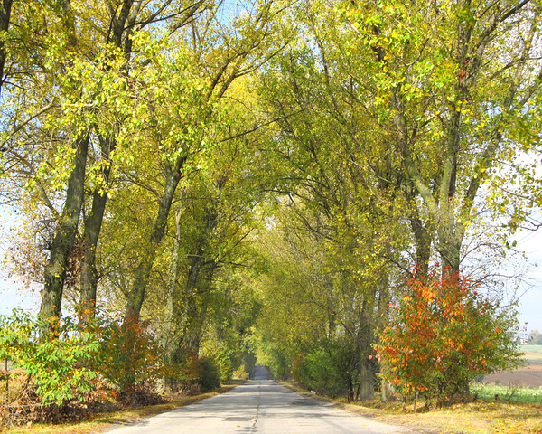 Autumn Road With Trees by Fotimenow