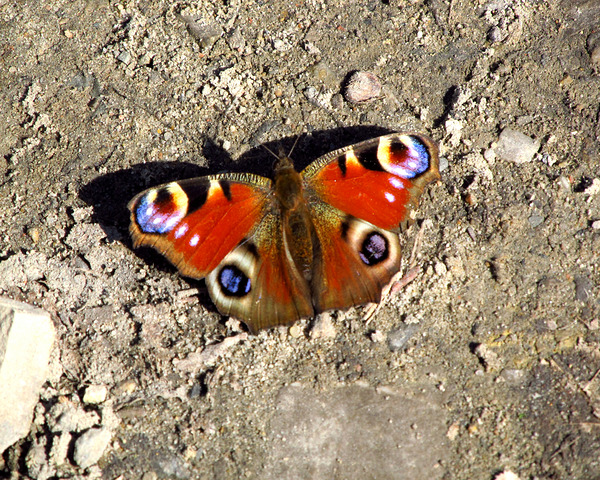 Peacock Butterfly On The Ground by Fotimenow