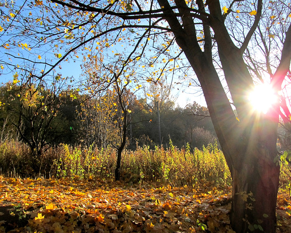 Autumn Plants On A Slope With The Sun by Fotimenow