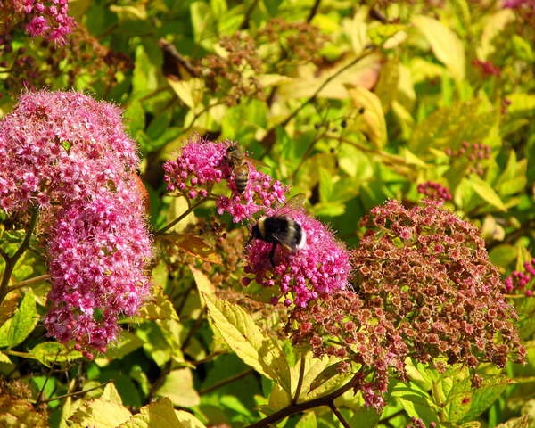 Two Bees On Pink Flowers by Fotimenow