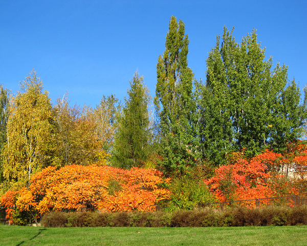 Colorful Autumn Trees On A Hill 2 by Fotimenow