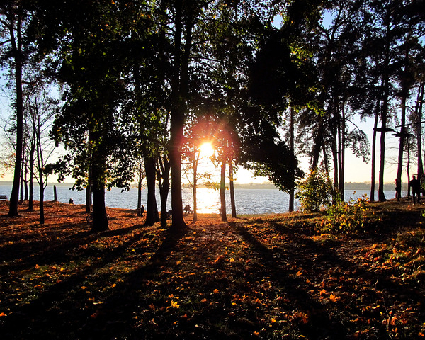 Lake Sun Through Trees by Fotimenow