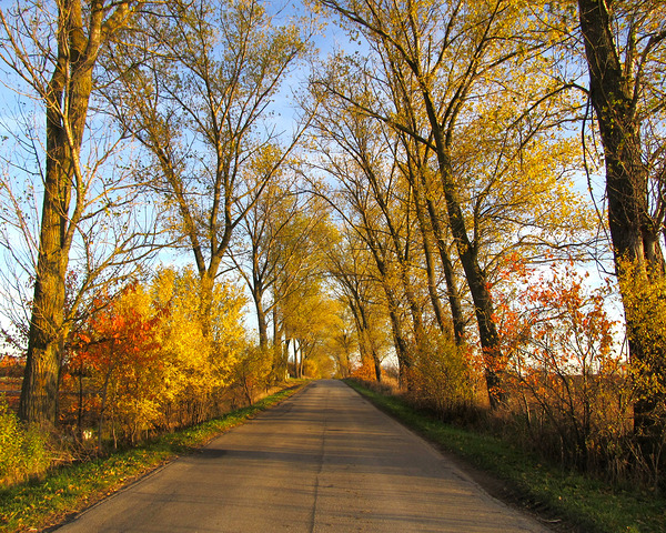 Autumn Road With Trees 2 by Fotimenow