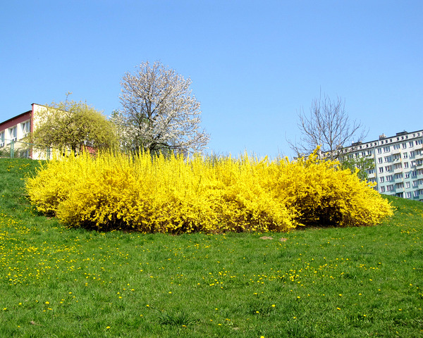 Spring Plants On A Hill With Blue Sky 2 by Fotimenow