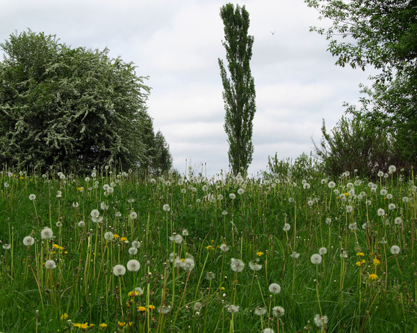 Spring Plants by Fotimenow