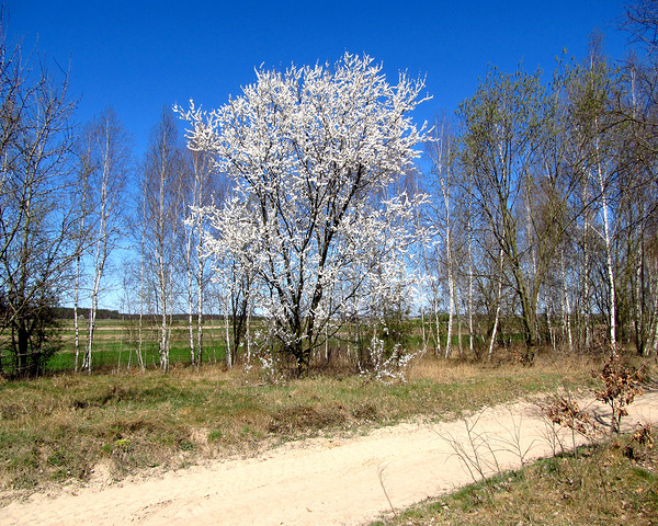 Spring Trees On Fields Under Blue Sky by Fotimenow
