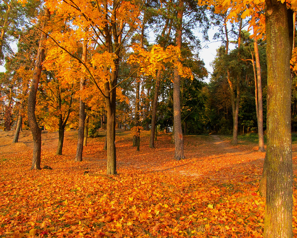 Autumn Trees With A Path 2 by Fotimenow