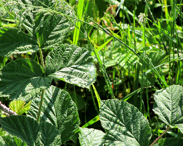 Water Drops On Plants In Sunshine by Fotimenow