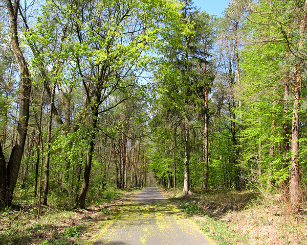 Spring Forest Road 5 by Fotimenow