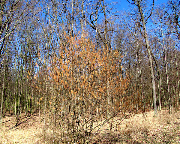 Spring Trees Under Blue Sky by Fotimenow