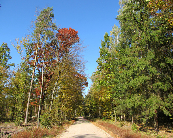 Autumn Road With Trees 5 by Fotimenow