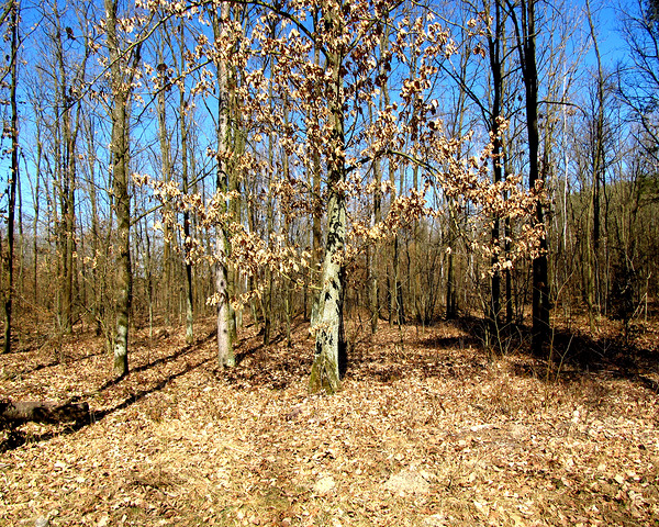 Spring Trees Under Blue Sky 3 by Fotimenow