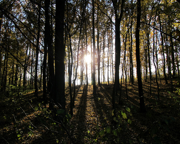 Sun Through An Autumn Forest 2 by Fotimenow