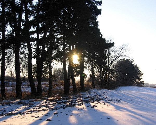 Winter Sun Across Trees And Snow Fields by Fotimenow