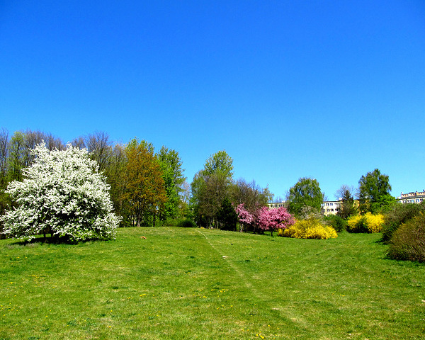 Spring Plants On A Hill With Blue Sky by Fotimenow
