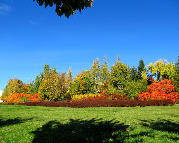 Colorful Autumn Trees On A Hill by Fotimenow
