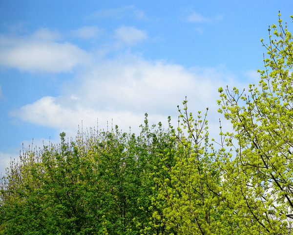 Spring Trees Under Blue Sky With Clouds by Fotimenow