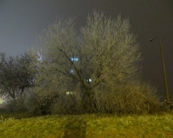 Night Fog And Frost On Plants by Fotimenow