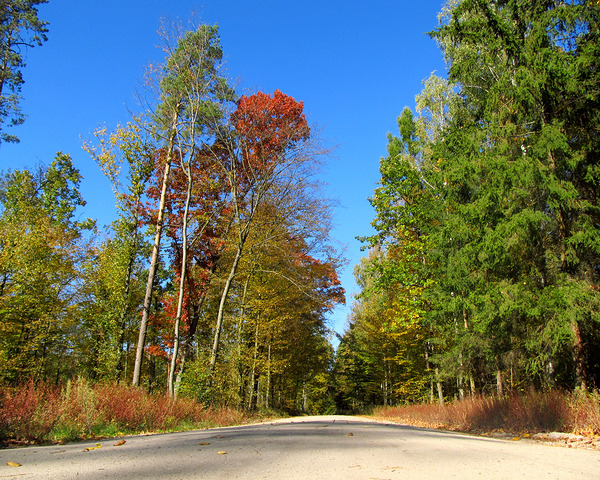 Autumn Road With Trees 6 by Fotimenow
