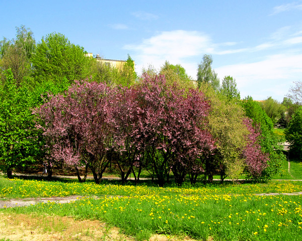 Spring Plants With Paths And A Slope by Fotimenow