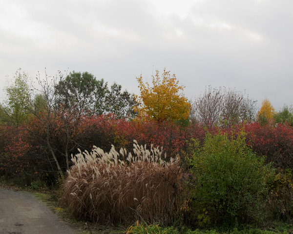 A Colorful Group Of Autumn Plants by Fotimenow