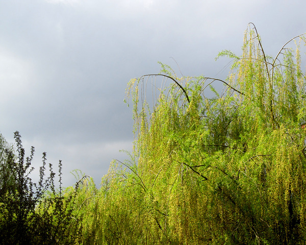 Spring Weeping Willows Under Rain Clouds by Fotimenow