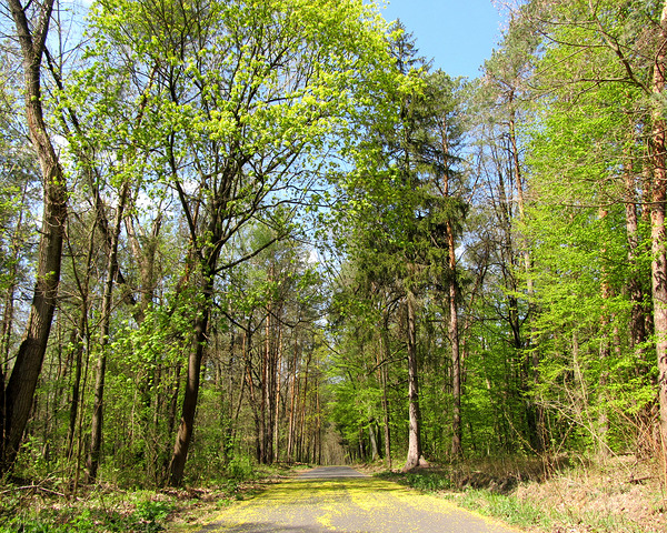 Spring Forest Road 7 by Fotimenow