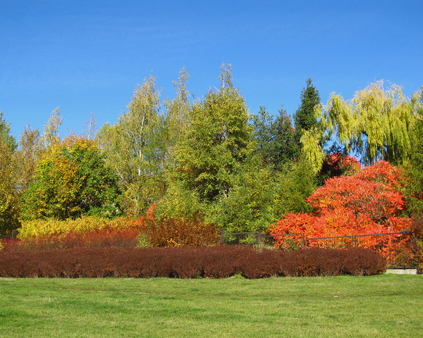 Colorful Autumn Trees On A Hill 3 by Fotimenow
