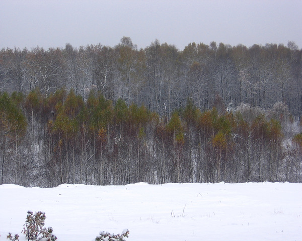 Autumn Winter Plants by Fotimenow