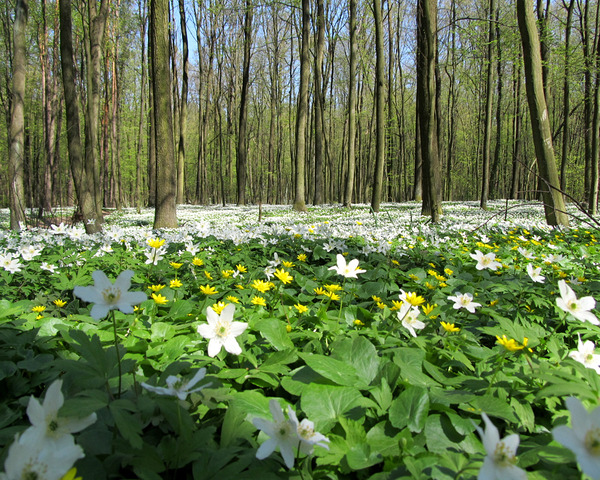 Spring Forest With White And Yellow Flowers by Fotimenow