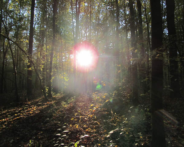 Sun Through An Autumn Forest by Fotimenow