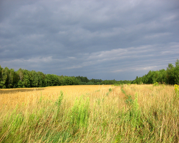 Grass And Woods Under Navy Blue Sky by Fotimenow
