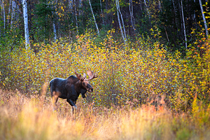 On the Move 6D25 7449