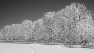 Frosted Treeline BW 6D24 3605