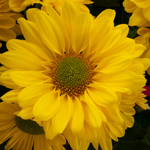 Yellow Daisy Closeup 6D24 3951