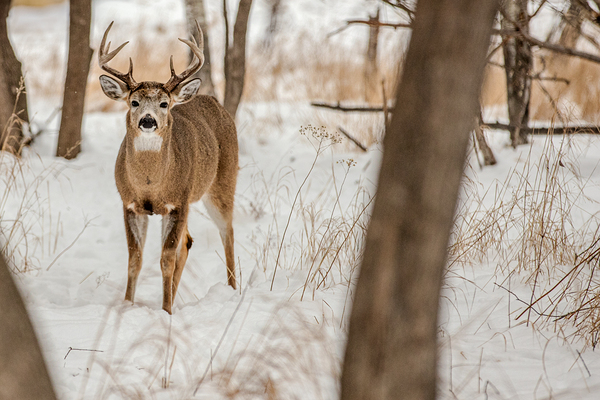 Stand Off 6D25 5708 Print