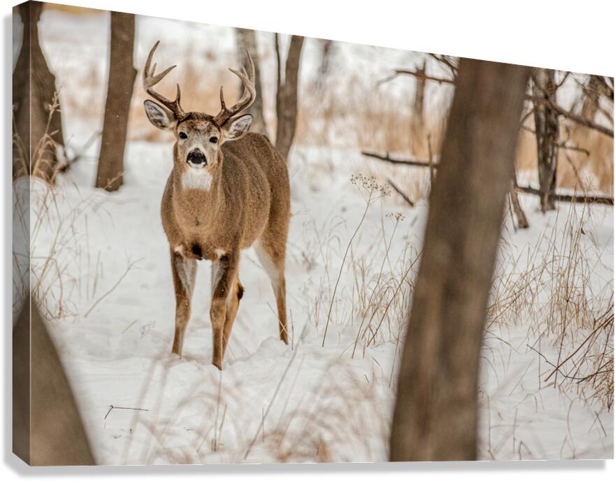 Stand Off 6D25 5708 Canvas Print