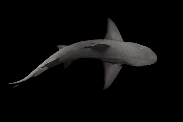 When Life Gives You Lemon Sharks Print