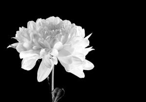 Black and White Crysanthemum