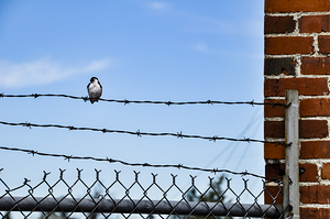 Bird on a Wire