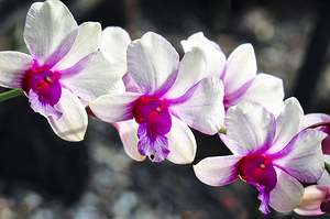 Orchids In a Row