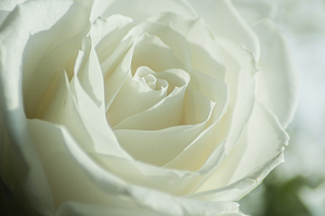 White Rose
