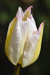 Yellow and Pink Tulip