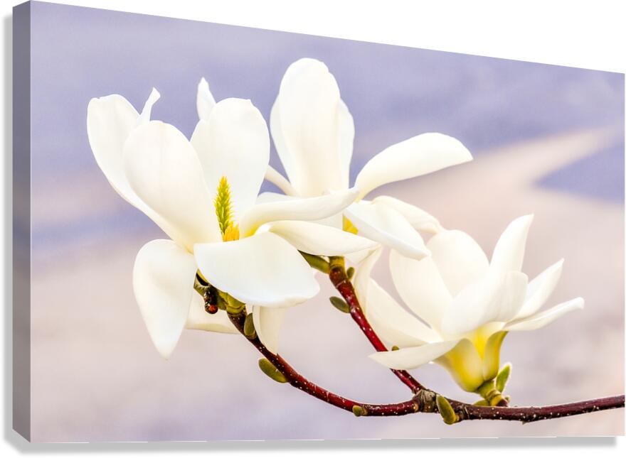 Magnolias Canvas Print