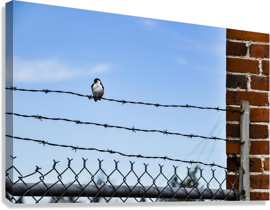 Bird on a Wire Canvas Print