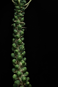 Brussels sprouts on the Stalk